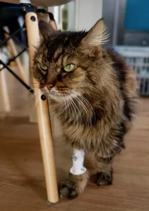 IMG-20210219-WA0006.jpeg IMG-20210219-WA0006.jpeg