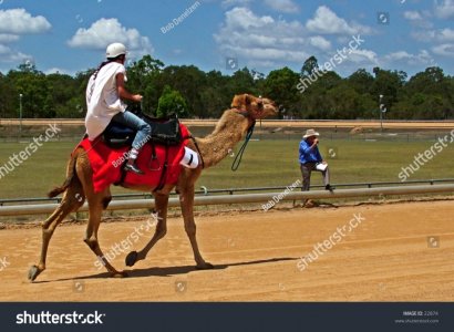 Copie de stock-photo-a-camel-racing-towards-the-finish-line-22874.jpg