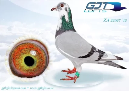 Copie de 22927.webp