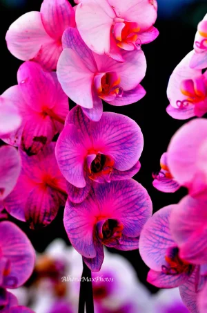 DSC_0095.webp