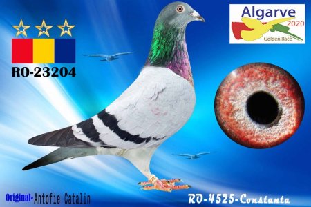 Copie de RO20-23204_pigeon_105.jpg