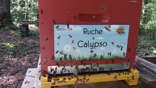 23292-ruche-Calypso_13_2018-07-12_17-06-24.jpg