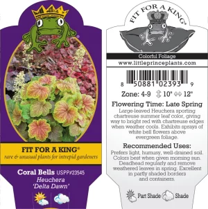 Heuchera-Delta-Dawn-Coral-Bells-USPP-23545.webp