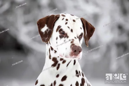 Copie de tfa-rr-23646.webp