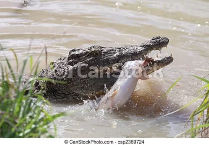 Copie de poisson-crocodile-attraper-photo-sous-licence_csp2369724.webp