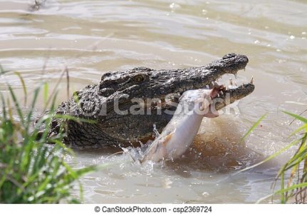 Copie de poisson-crocodile-attraper-photo-sous-licence_csp2369724.jpg