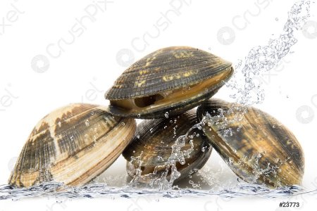 Copie de clams-falling-water-23773.jpg