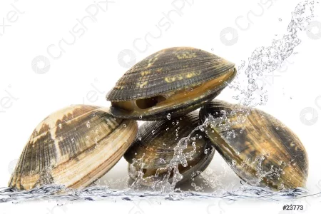 Copie de clams-falling-water-23773.webp