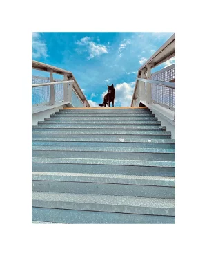 urban_climber.webp
