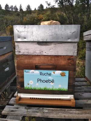 ruche_1_2019-03-15_12-54-32.webp