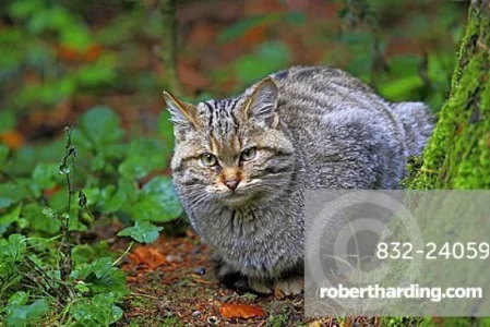 Copie de Wild cat (Felis sylvestris).webp