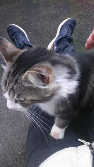 minou11.webp minou11.webp
