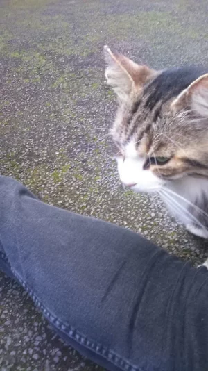 minou12.webp minou12.webp