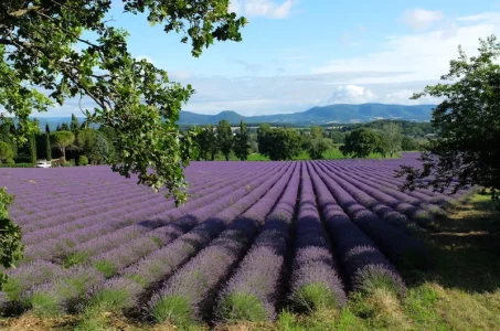 DSCF6987.webp