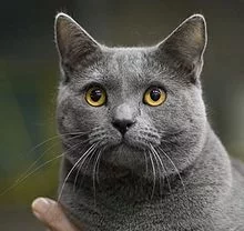 IC_Blue_Melody_Flipper_CHA_male_EX1_CACIB.webp