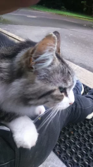 minou1.webp
