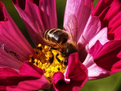 abeille3.webp