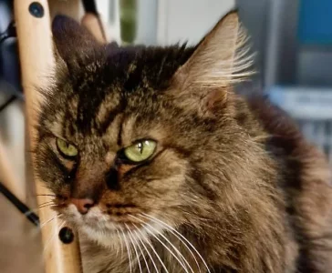 IMG-20210219-WA0006.webp IMG-20210219-WA0006.webp