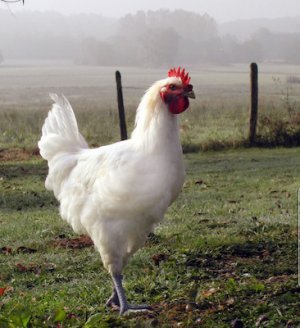 poulet.jpg