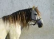 440px-Horse_December_2014-2.webp