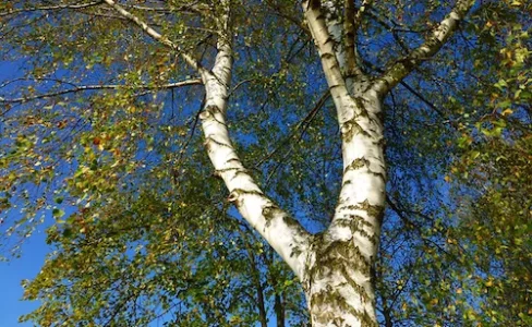 bouleau-165425.webp