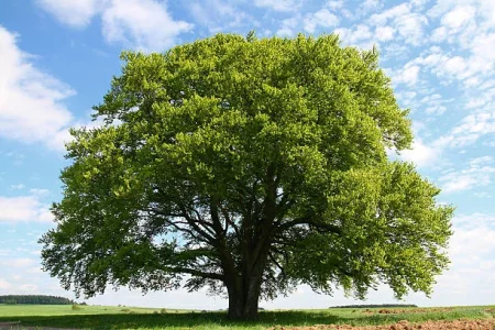 old-beech-tree-in-summer-picture-id155097073.webp