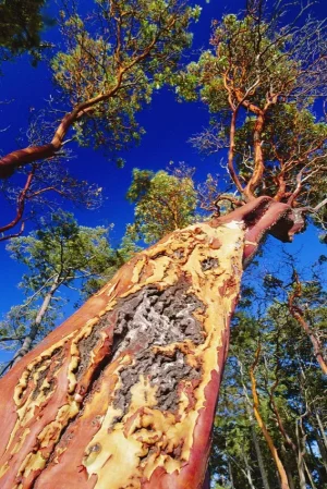 Copie de madrone-tree-david-nunuk.webp