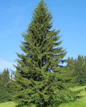 Sapin.webp
