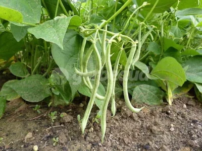 haricots-verts-au-potager.webp