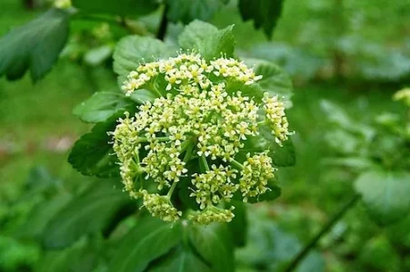 580px-Smyrnium_olusatrum_0003.webp