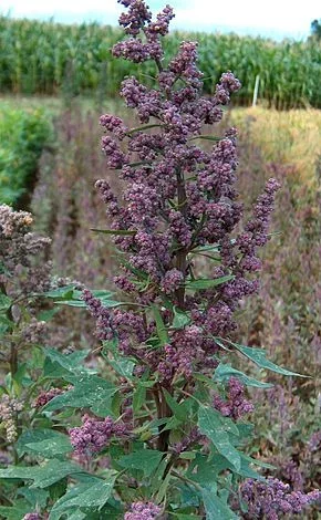 Quinoa.webp