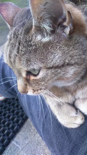 minou21.webp