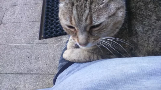 minou22.webp