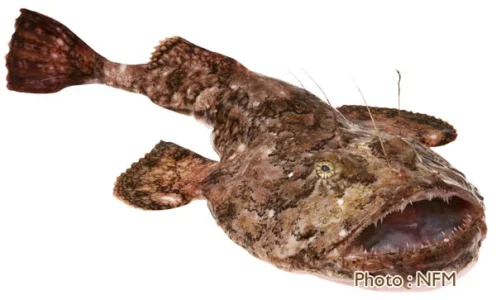 lotte_lophius_piscatorus__099026800_1240_08012013.webp