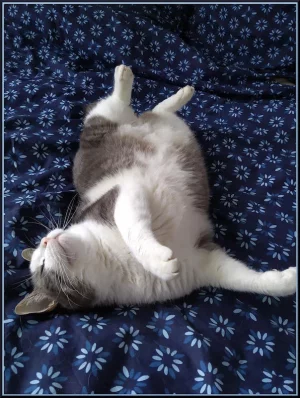 Chat marré 1.webp
