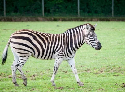 c_arnaud_sobczyk_-_piste_safari_33.webp