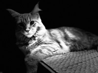 Shadow.webp