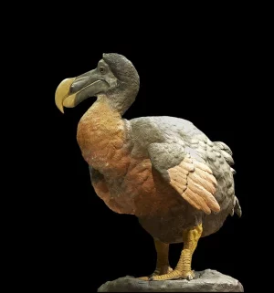 Dronte_dodo_Raphus_cucullatus.webp