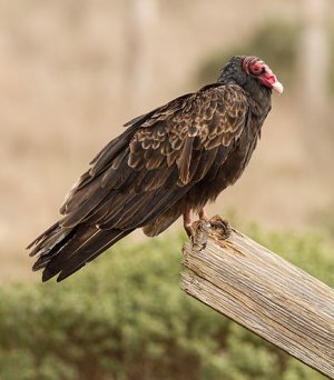 Cathartes_aura_at_Tomales_Bay.jpg