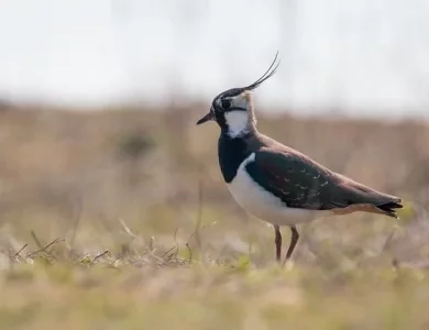 Capture d’écran 2021-12-19 à 11.18.24.webp