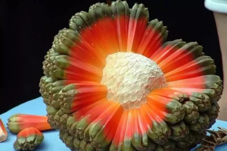 Original_4532_l-19363-Hala-Fruit-Reddit_0.jpg.webp