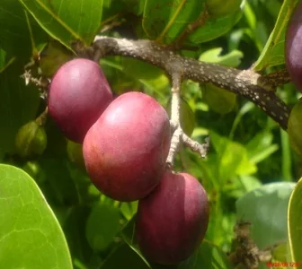 icaque-domaine-chateau-gaillard-pepiniere-martinique-jardin.webp