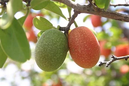 440px-Ximenia_caffra03.webp