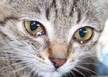 chat-qui-pleure-larme-aux-yeux.webp
