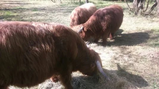 vaches.webp