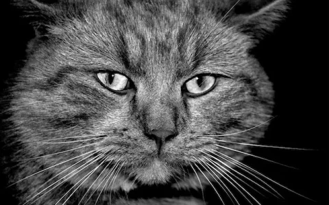 01117_mystreetcat_1440x900.webp