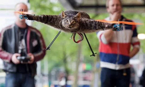 Cat.webp
