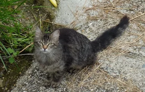 DSCF5696.webp