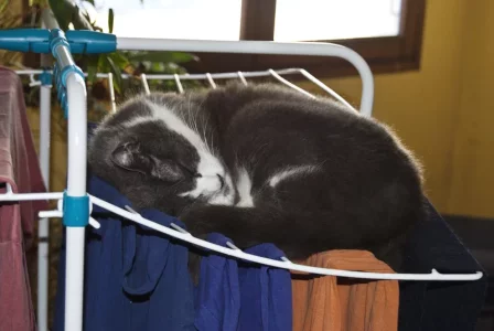 Gribouille-sèche-linge.webp