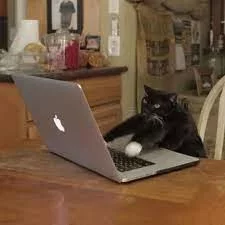 chat .webp